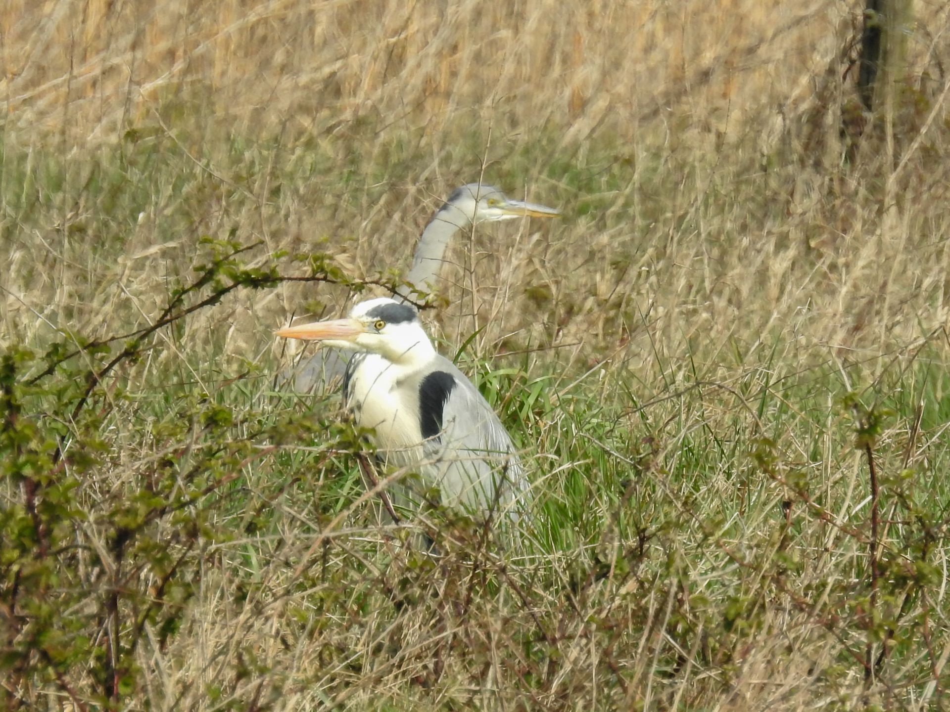 Blauwe reiger.... of toch niet helemaal?